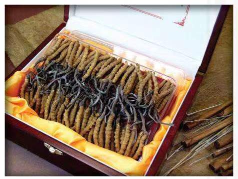 凌海冬虫夏草回收